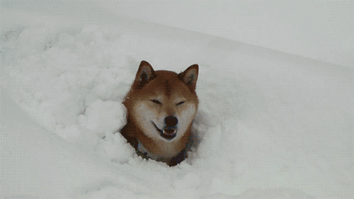 puppy snow 2.gif